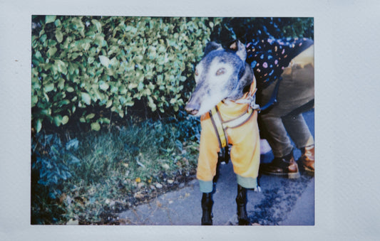 How to cope with grief after losing a dog?